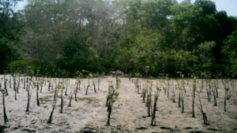 Langkah Berkelanjutan dengan Penanaman Mangrove hingga Perlindungan Satwa Laut