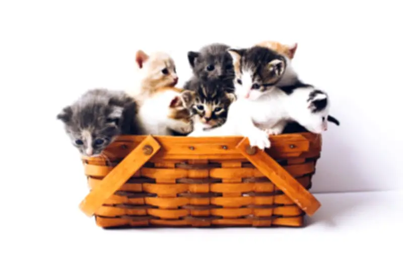 Panduan Melatih Anak Kucing Buang Air di Kotak Pasir