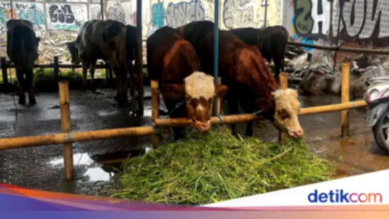 Pedagang Ungkap Penjualan Sapi Kurban di Jakarta Tetap Tinggi Meski Harga Naik