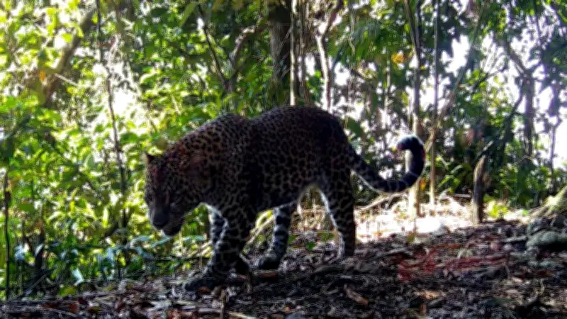 Penampakan Macan di Hutan Cangar Malang Viral, Petugas Belum Verifikasi