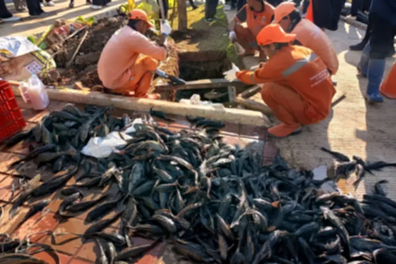 Peneliti BRIN: Ikan Sapu-Sapu Tak Bisa Lepaskan Kandungan Logam Berat
