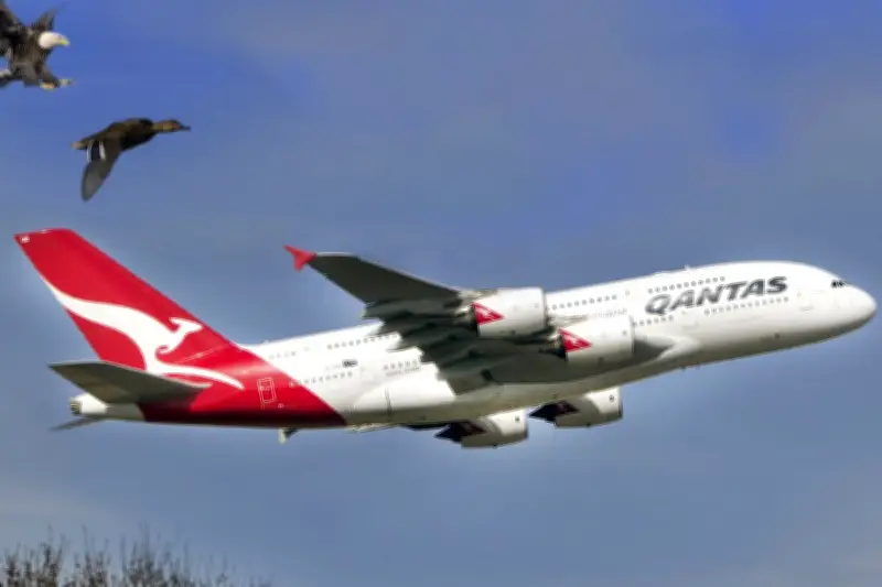 Penerbangan Qantas Dialihkan Akibat Penumpang Gigit Awak Kabin