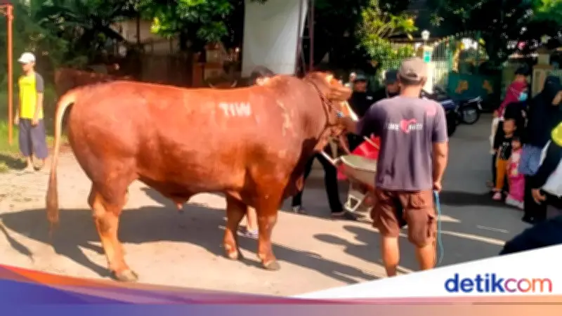 Pengirim Sapi Kurban 'TIW' di Masjid Dekat Rumah Amien Rais Berasal dari Jakarta