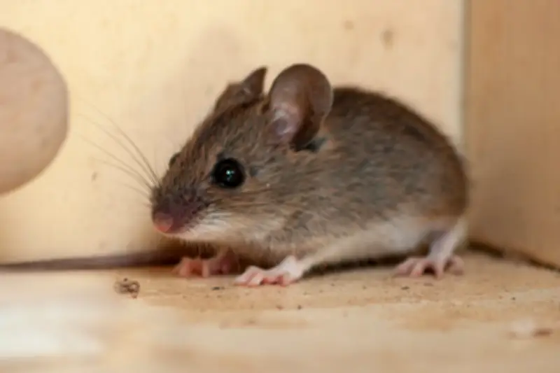 Penyebab Tikus Lebih Sering Masuk Rumah Saat Musim Hujan