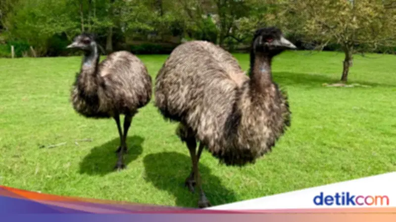 Perang Emu: Saat Australia Kalah Berperang Melawan Burung Besar