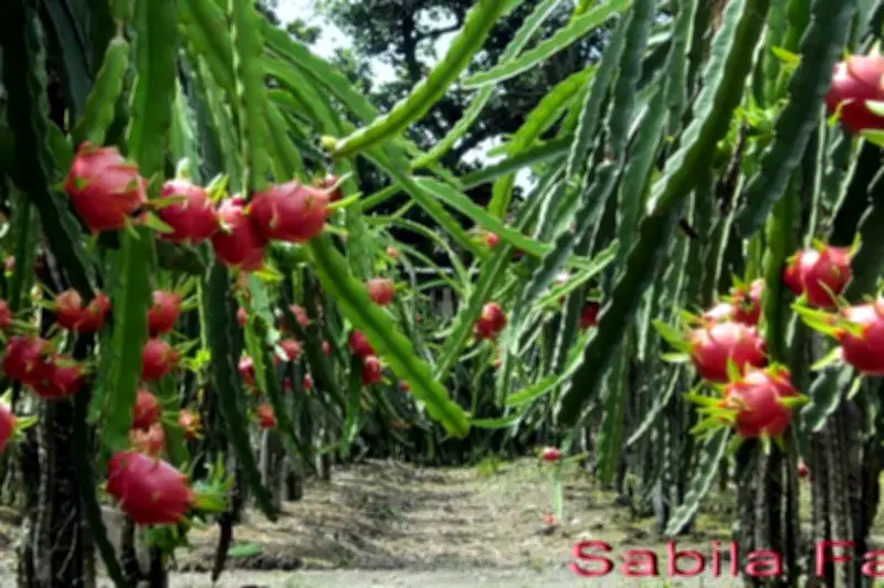 Petani India Beralih ke Buah Naga karena Tahan Cuaca Ekstrem