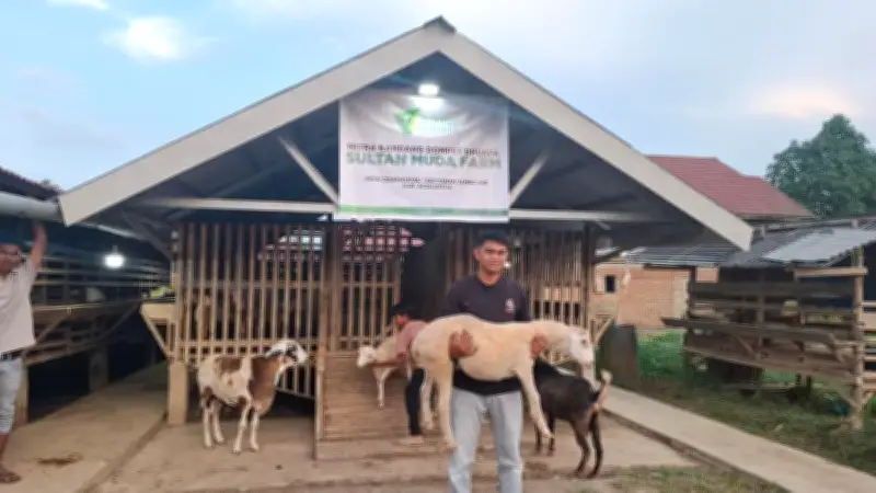 Peternak Aceh Bangkit Usai Ratusan Kambing Mati Tersapu Banjir Bandang