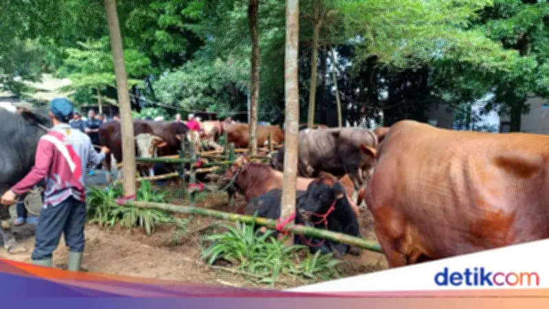 Prabowo Bagikan 109 Hewan Kurban untuk Warga Hambalang Bogor