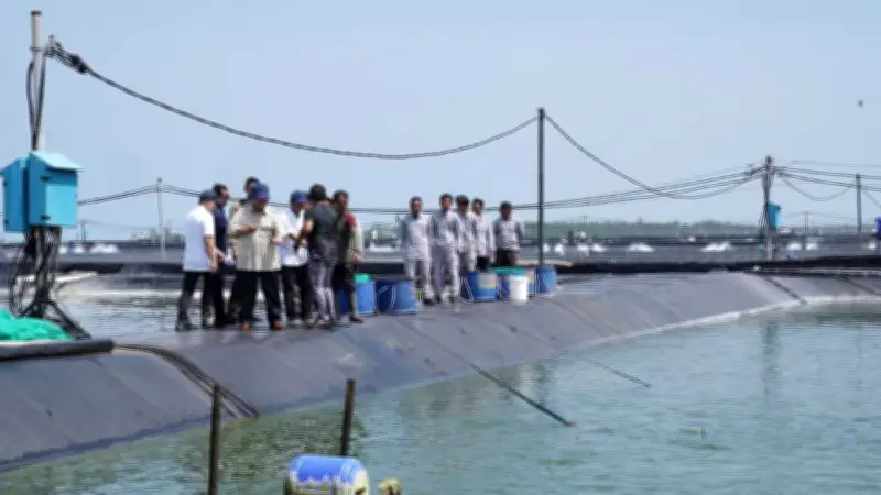 Prabowo Ikut Jaring Udang di Tambak Kebumen, Hasil Panen 40 Ton per Hektare