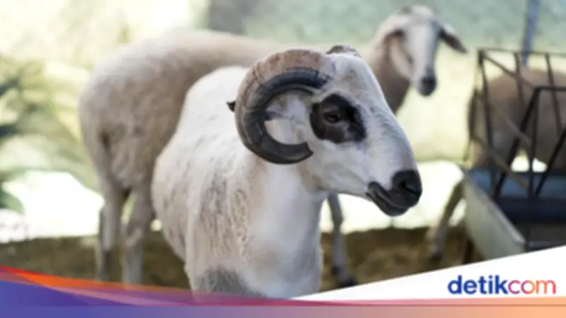 Prediksi Idul Adha 2026: Pemerintah dan Muhammadiyah Sama, Ini Jadwalnya