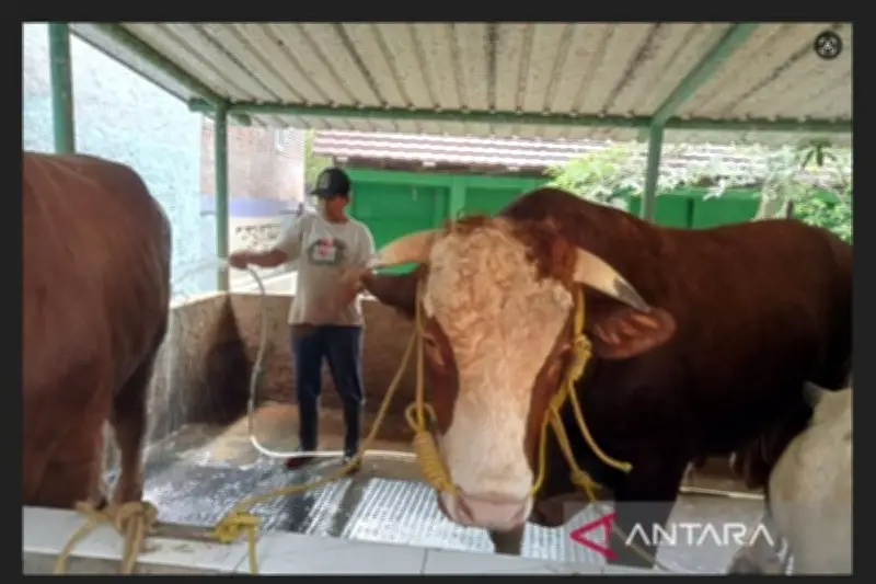 Presiden Prabowo Beli Sapi Kurban 1,05 Ton Seharga Rp 110 Juta