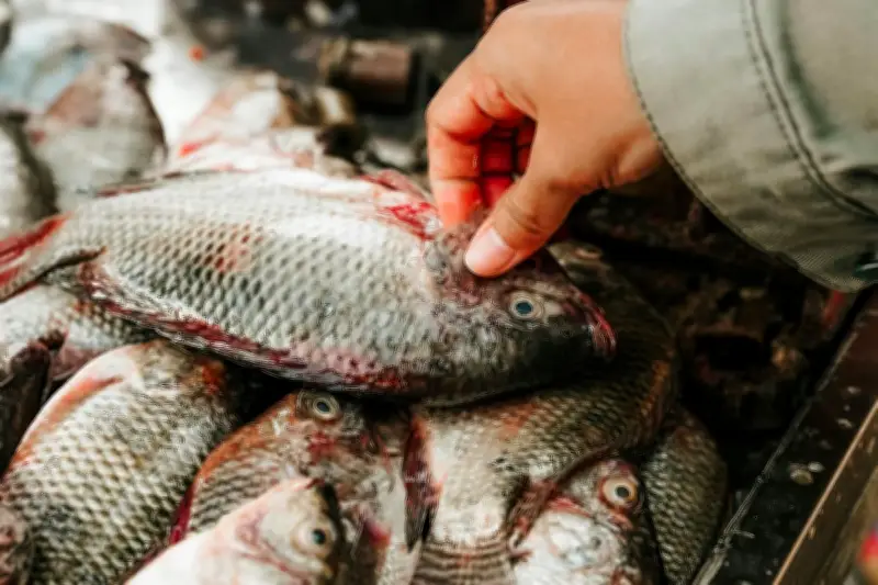 Residu Antibiotik Terdeteksi di Sungai dan Tubuh Ikan, Picu Kekhawatiran Baru