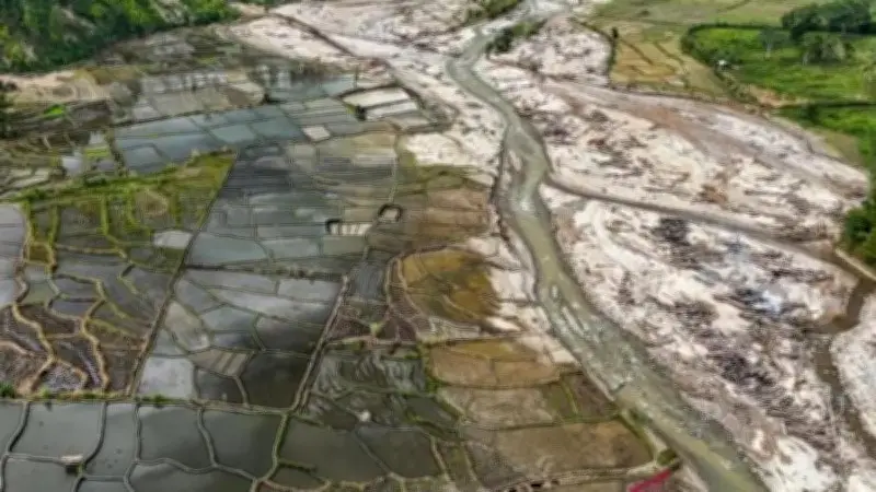 Ribuan Hektare Sawah Terdampak Bencana Mulai Ditanami Kembali