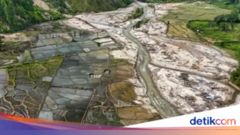 Ribuan Hektare Sawah Terdampak Bencana Sumatera Mulai Ditanami Kembali