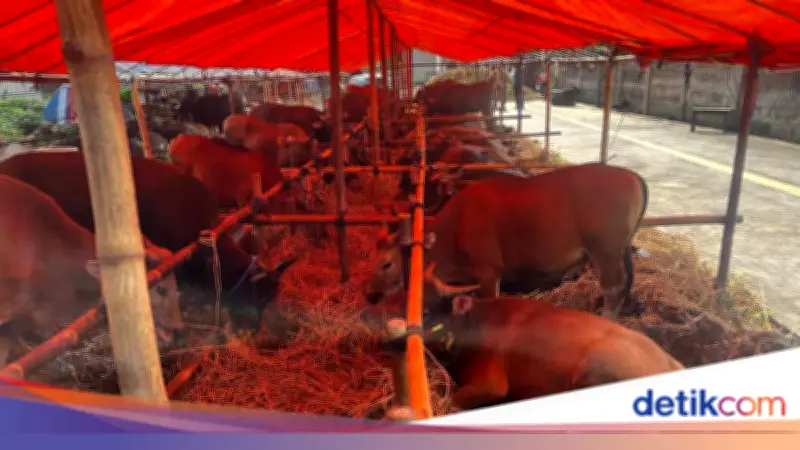 Said Senang 85 Ekor Sapi Bima Ludes Terjual di Jaksel, Sisa 2