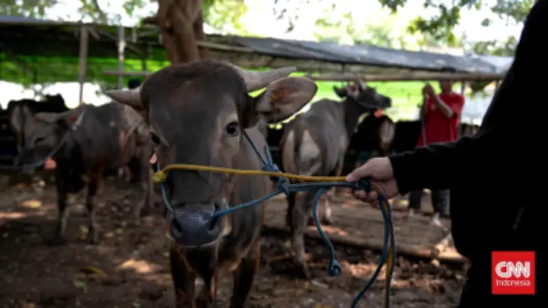 Sapi Kabur 4 Kilometer di Tasikmalaya Seruduk Warga Saat Hendak Ditangkap