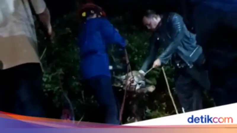 Sapi Kurban di Bogor Berontak dan Terjebak di Gorong-gorong