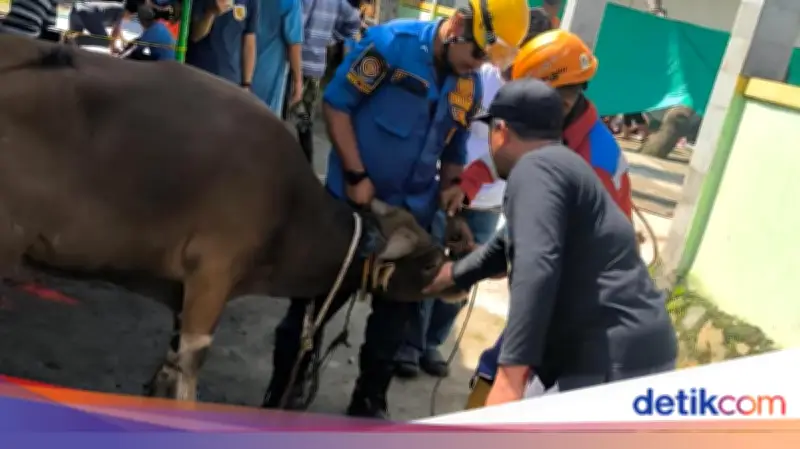 Sapi Kurban di Bogor Kabur saat Hendak Disembelih, Damkar Turun Tangan