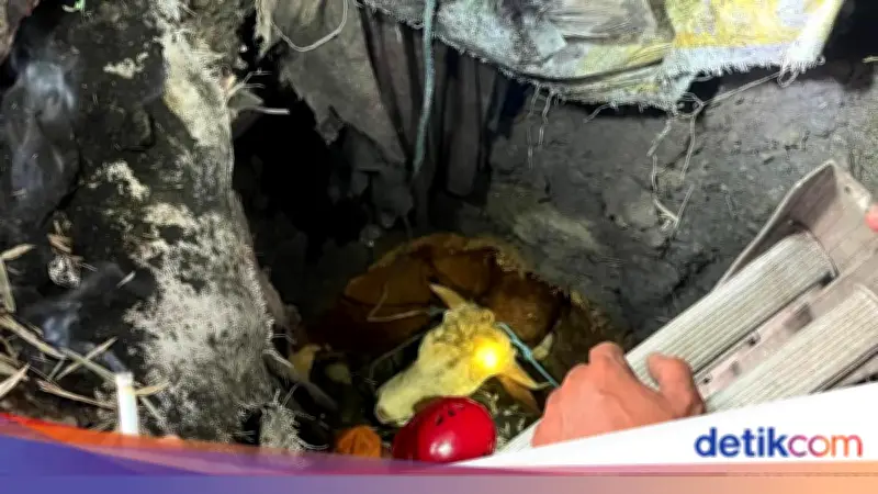 Sapi Kurban di Mojokerto Jatuh ke Septic Tank, Damkar Evakuasi 3,5 Jam