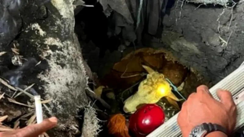 Sapi Kurban di Mojokerto Terperosok Septic Tank, Evakuasi 3 Jam