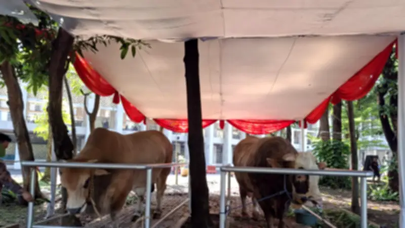 Sapi Kurban Jumbo Prabowo-Gibran di Masjid Istiqlal Berbobot 1,3 Ton