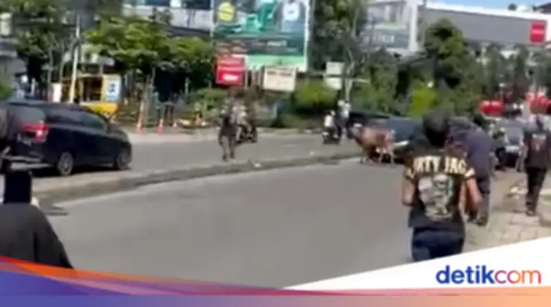Sapi Kurban Lepas Berlarian di Ciputat, Lalin Macet Parah