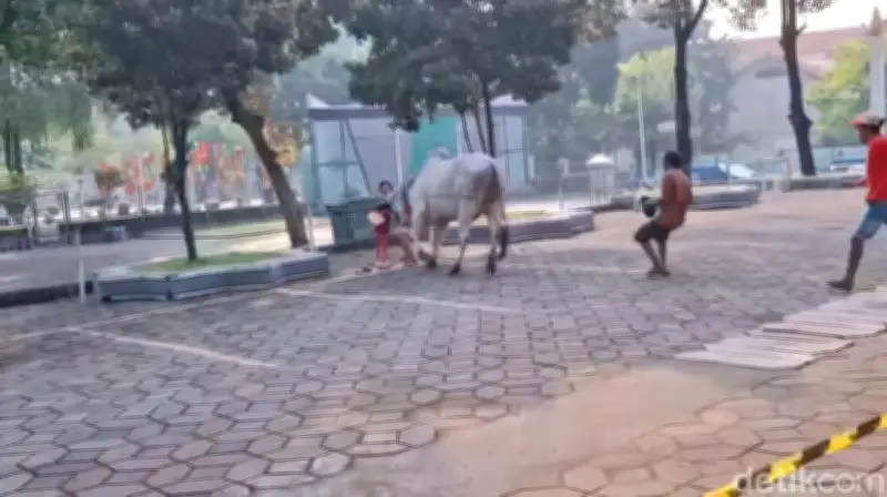 Sapi Kurban Prabowo Ngamuk Seruduk Warga di Masjid Al Akbar Surabaya