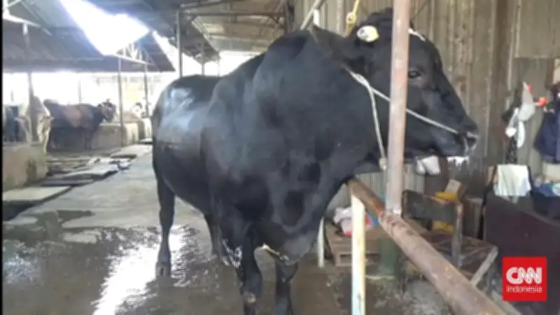 Sapi Kurban Presiden Prabowo Bernama 'Sambo Hitam' Berbobot 1,1 Ton