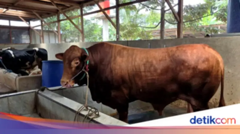 Sapi Limousin Bobi Seberat 1,1 Ton Jadi Kurban Presiden Prabowo di Serang