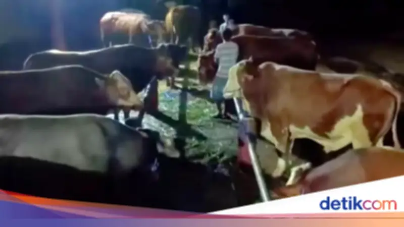 Seskab Teddy Borong 35 Sapi Kurban di Boyolali, Peternak Desa Terbantu