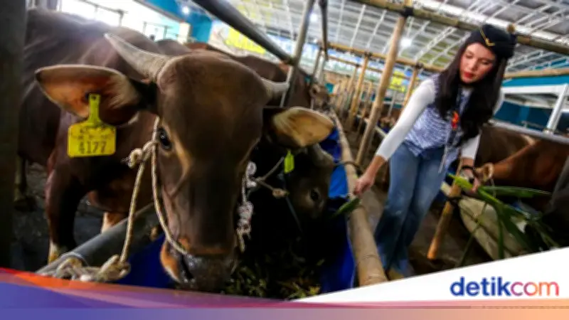 Stok Hewan Kurban Idul Adha 2026 di Jabar Aman, Domba Capai 223 Ribu Ekor