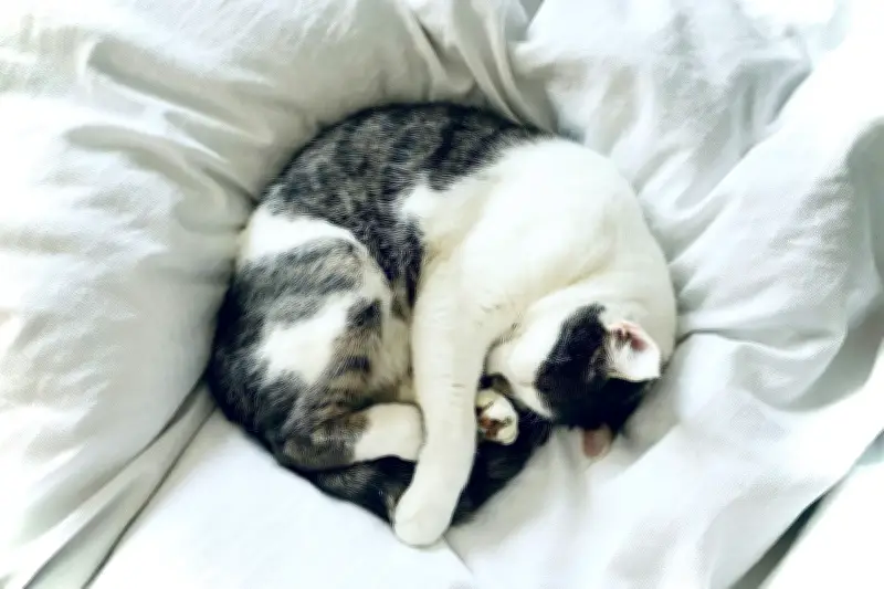 Studi Ungkap Kanker Kucing Mirip dengan Manusia, Buka Peluang Pengobatan