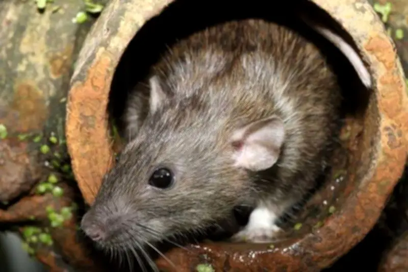 Tikus Sering Masuk Rumah Meski Bersih? Ini Penyebab yang Jarang Disadari