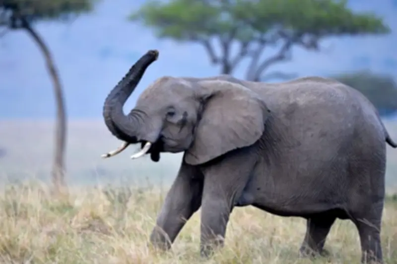 Turis Tewas Terinjak Gajah Berkelahi di India