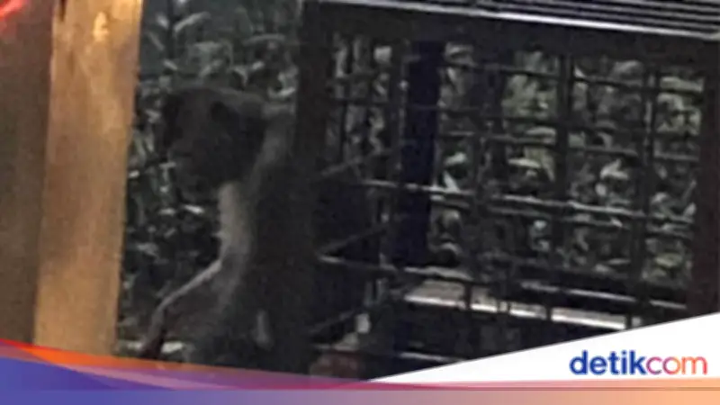 Viral Monyet Dirantai di Margonda Depok, Damkar Lakukan Pengecekan