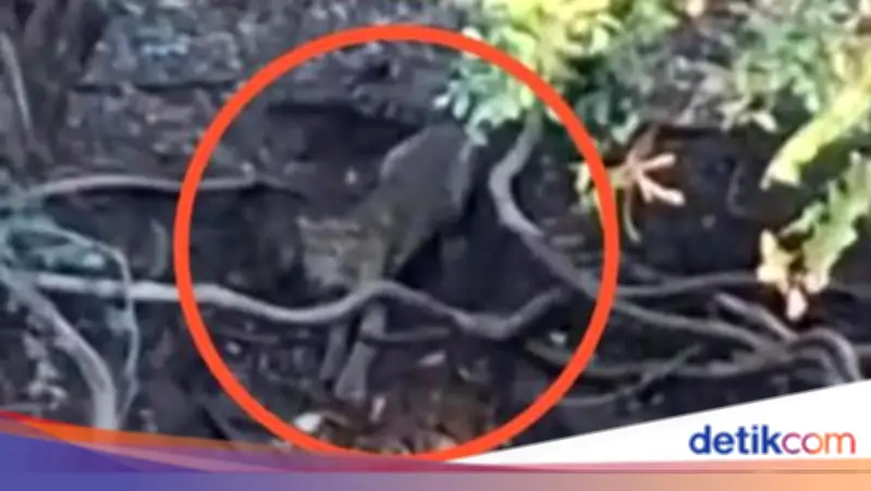 Viral Penampakan Macan di Hutan Cangar, Pihak Tahura Angkat Bicara