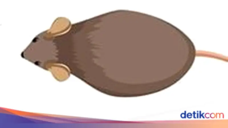 Visualisasi Wabah Tikus yang Serang Australia, 8.000 Ekor per Hektar