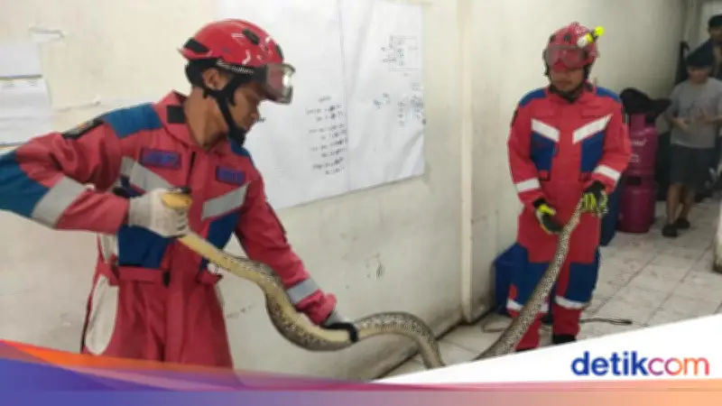 Warga Kalideres Kaget, Ular Sanca 4 Meter Dievakuasi Damkar
