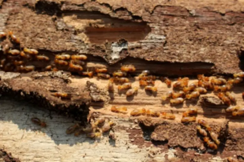Waspada! 5 Tanda Rumah Diserang Rayap yang Sering Tak Disadari