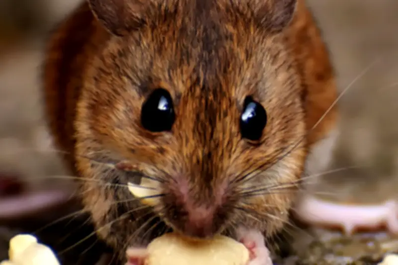 Waspada Hantavirus: Ancaman Tikus di Rumah dan Gejala Berbahaya