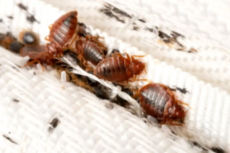 Waspada Kutu Busuk, Hama Kecil yang Suka Bersembunyi di Sofa