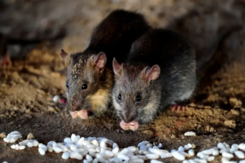 WHO: Tiga Tewas di Kapal Pesiar Akibat Hantavirus dari Hewan Pengerat