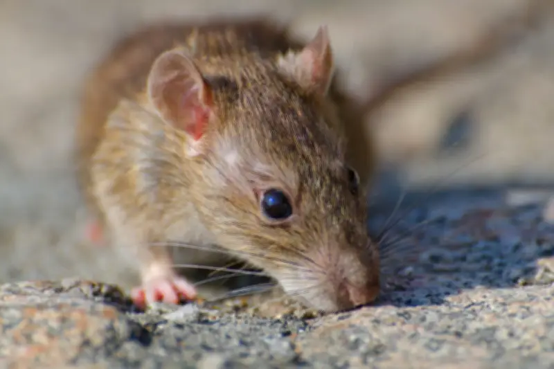 WHO: Wabah Hantavirus di Kapal MV Hondius Bukan Awal Pandemi Baru