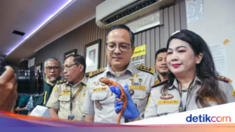 WNI Selundupkan Kadal dan Marmoset, Sembunyi di Celana Legging