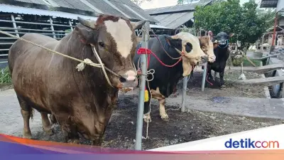 5 Hal Penting Persiapan Kurban Sebelum Idul Adha 2026