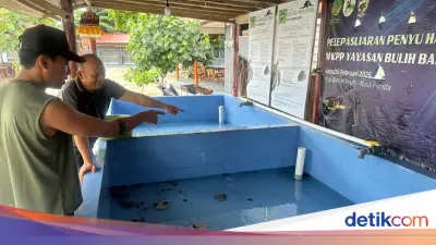 84 Tukik di Nusa Penida Ditemukan di Septic Tank, Bukan Dicuri
