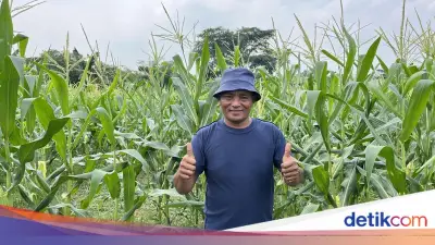 Berkah Talas dari Cikeas, Iyos Renovasi Rumah Berkat BRI
