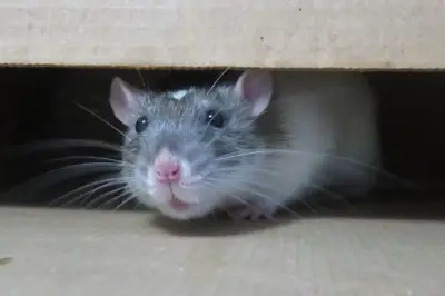 Cara Efektif Mengusir Tikus dari Plafon Rumah