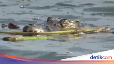 Emak-emak di Muna Selamat Usai Duel Lawan Buaya yang Terkam Kepalanya