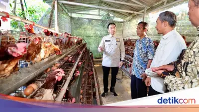 Ibas Dorong Peternakan Ayam Petelur Desa Jadi Penopang Ketahanan Pangan Nasional